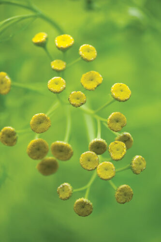 Herb to Know: Tansy